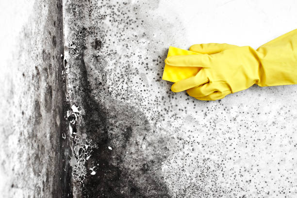 Best Emergency Mold Remediation  in Alliance, NE