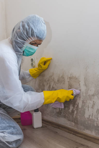 Best Crawl Space Mold Remediation  in Alliance, NE