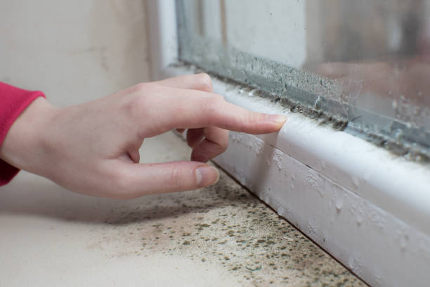 Best Real Estate Mold Inspection  in Alliance, NE